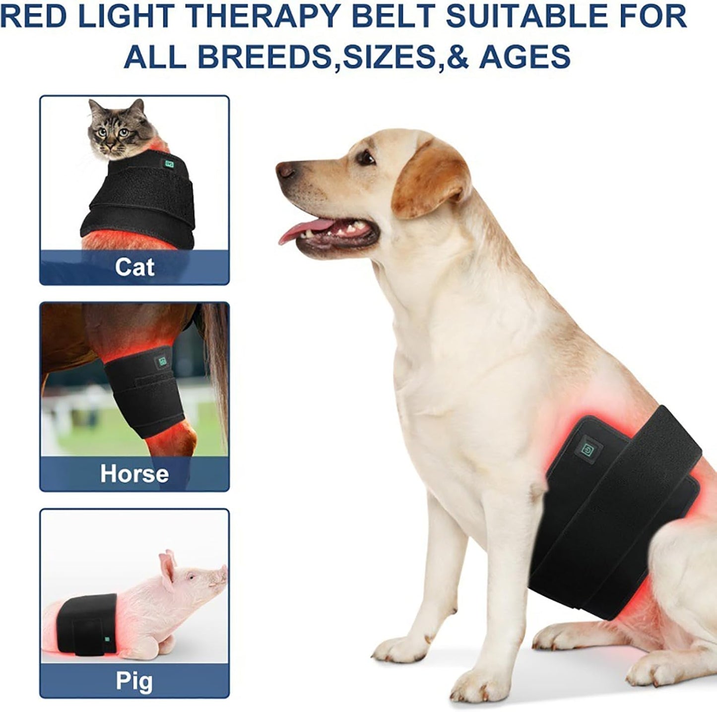PawX™ Red Light Therapy Belt